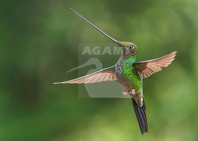Sword-billed Hummingbird (Ensifera ensifera) stock-image by Agami/Lennart Verheuvel,