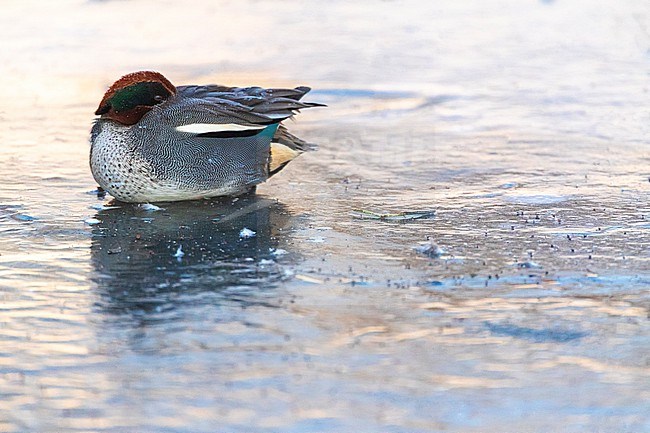 Eurasian Teal (Anas crecca) at Katwijk, Netherlands. Also known as Common teal. Male sleeping on frozen lake. stock-image by Agami/Marc Guyt,