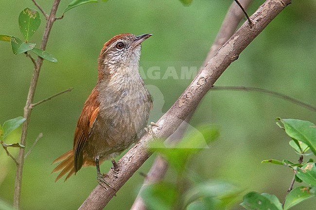 Rusty-backed Spinetail (Cranioleuca vulpina vulpina) at Puerto Nariño, Amazonas, Colombia stock-image by Agami/Tom Friedel,