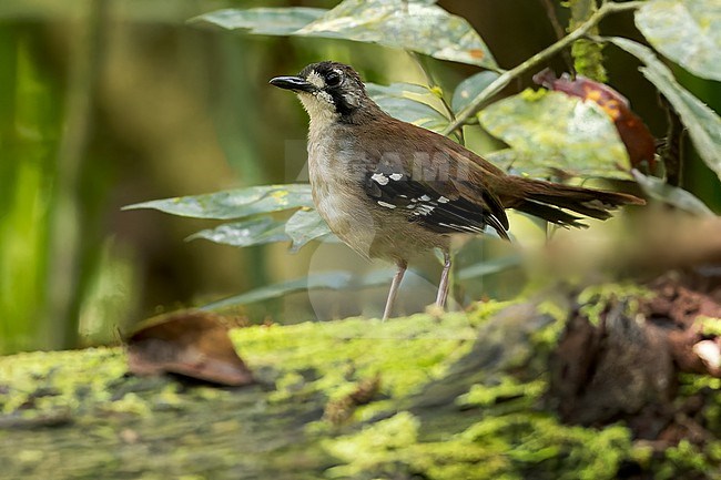 Papuan Scrub-Robin (Drymodes beccarii) Perched on a log in Papua New Guinea stock-image by Agami/Dubi Shapiro,
