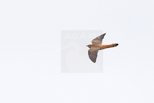 adult female of the brown morphe of Common Cuckoo (Cuculus canorus) in flight, found in Dornod Aimag in Mongolia stock-image by Agami/Mathias Putze,