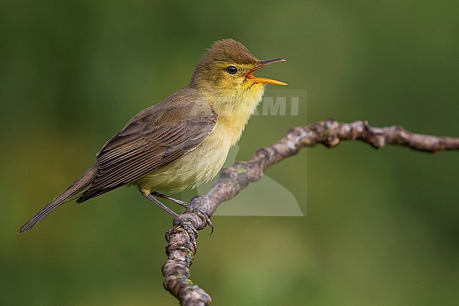 Melodious Warbler (Hippolais polyglotta) perched on a branch and singing stock-image by Agami/Daniele Occhiato,
