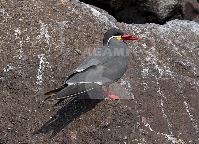 Inca Tern (Larosterna inca) adult perched on a rock stock-image by Agami/Andy & Gill Swash ,