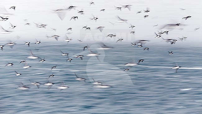 Guillemot (Uria aalge) Norway VardÃ¶ March 2016 stock-image by Agami/Markus Varesvuo,