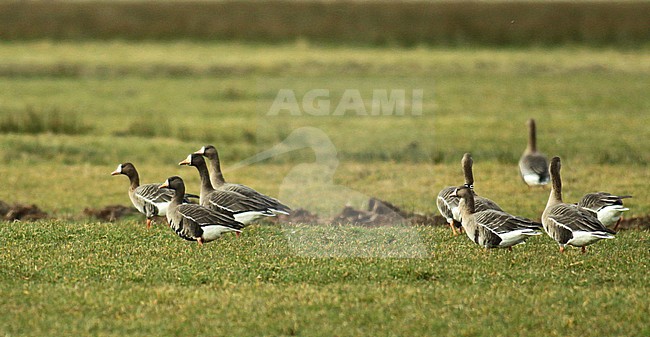 Greenland White-fronted Goose (Anser albifrons flavirostris) in a green meadow during winter in the Netherlands stock-image by Agami/Fred Visscher,