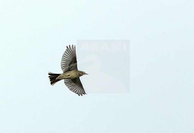 Water Pipit (Anthus spinoletta) in flight during winter in The Netherlands. Flying overhead with spread tail. stock-image by Agami/Edwin Winkel,