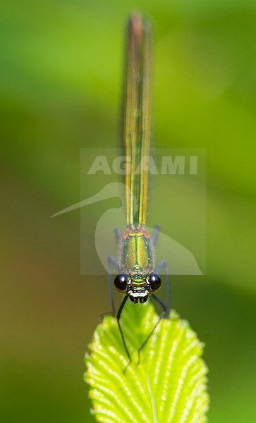 Calopteryx splendens - Banded demoiselle - Gebänderte Prachtlibelle, Germany (Baden-Württemberg), imago stock-image by Agami/Ralph Martin,