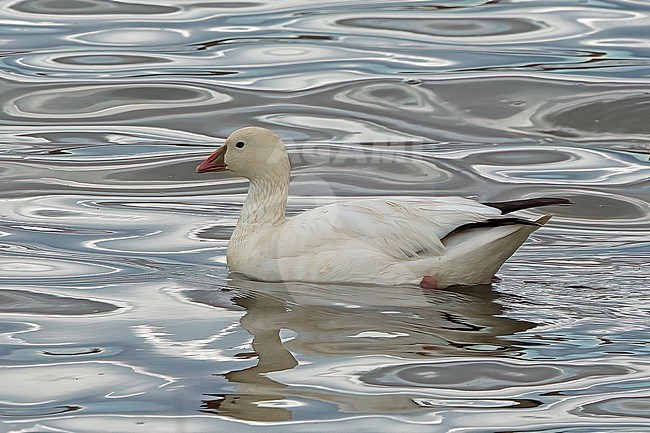 Adult Snow x Ross's Goose hybrid (white morph) resting on water in Colorado stock-image by Agami/Nigel Voaden,