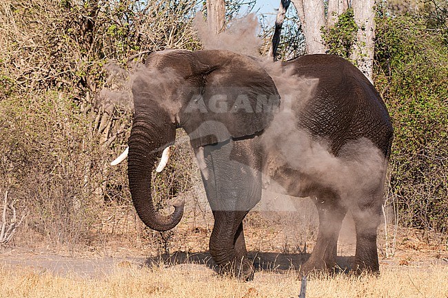 An African elephant, Loxodonta africana, dust bathing. Okavango Delta, Botswana. stock-image by Agami/Sergio Pitamitz,