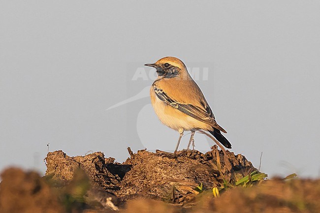 A Desert Wheatear (Oenanthe deserti) is seen in the golden evening light sitting on top of a dirt mount against a clear grey blue sky. stock-image by Agami/Jacob Garvelink,