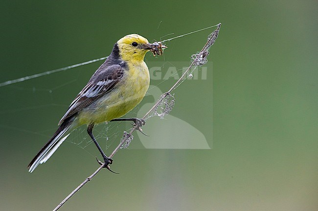 Citroenkwikstaart; Citrine Wagtail; Motacilla citreola werae stock-image by Agami/Daniele Occhiato,