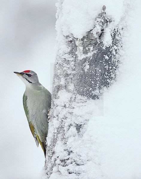 Grey-headed Woodpecker male (Picus canus) Kuhmo Finland January 2015 stock-image by Agami/Markus Varesvuo,