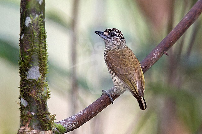 A female Golden-spangled Piculet (Picumnus exilis) at Inírida, Guainía, Colombia. stock-image by Agami/Tom Friedel,