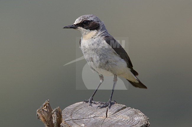 Tapuit man staand op paal; Northern Wheatear male standing on pole stock-image by Agami/Daniele Occhiato,