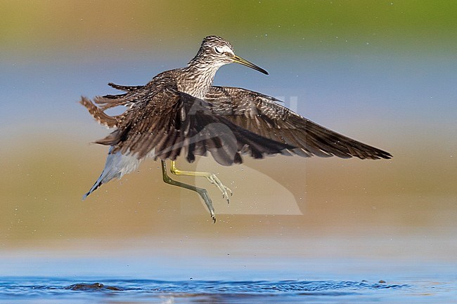 Green Sandpiper (Tringa ochropus), adult at taking off with closed eyes. stock-image by Agami/Saverio Gatto,