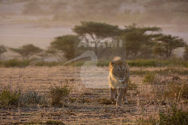A male lion, Panthera leo, patrolling the territory at sunrise. Ndutu, Ngorongoro Conservation Area, Tanzania stock-image by Agami/Sergio Pitamitz,