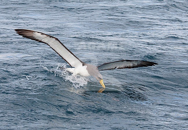 Adult Chatham Albatross (Thalassarche eremita) near the only colony on The Pyramid off the Chatham Islands, New Zealand. Diving for food. stock-image by Agami/Marc Guyt,