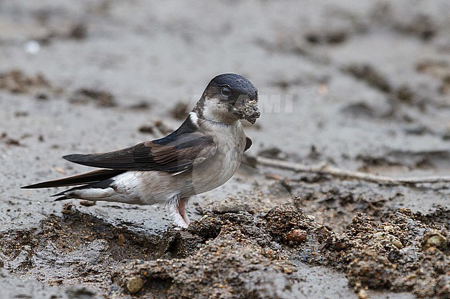 Asian House Martin (Delichon dasypus) on ground in Hokkaido, Japan. stock-image by Agami/Stuart Price,