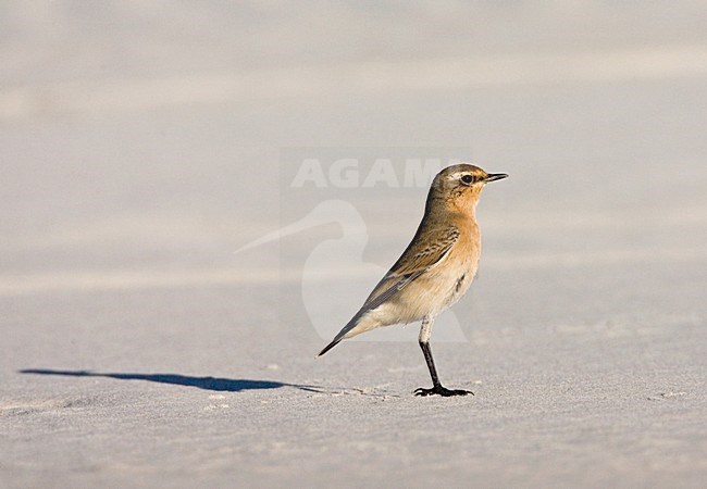 Tapuit tijdens de trek op Vlielands strand; Migrant Northern Wheatear on beach on Vlieland stock-image by Agami/Marc Guyt,