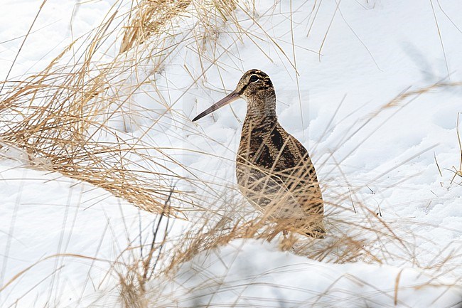During a cold front and a mostly snow covered world, Eurasian Woodcock (Scolopax rusticola) have to adopt from the crespescular feeding habitat to a full out in the open one. This gave some unique opportunities to see this elusive species. stock-image by Agami/Jacob Garvelink,