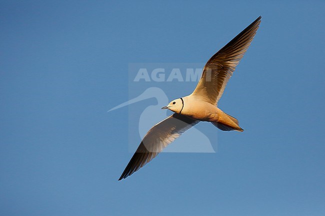 Ross's Gull; stock-image by Agami/Chris van Rijswijk,