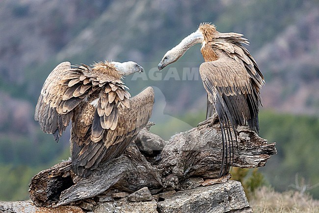 Interaction between 2 birds stock-image by Agami/Onno Wildschut,