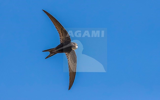 Common Swift (Apus apus apus) flying over a polders near Westkapelle, Zeeland, the Netherlands. stock-image by Agami/Vincent Legrand,