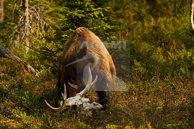 Bruine Beer in bos, Brown Bear in forest stock-image by Agami/Menno van Duijn,