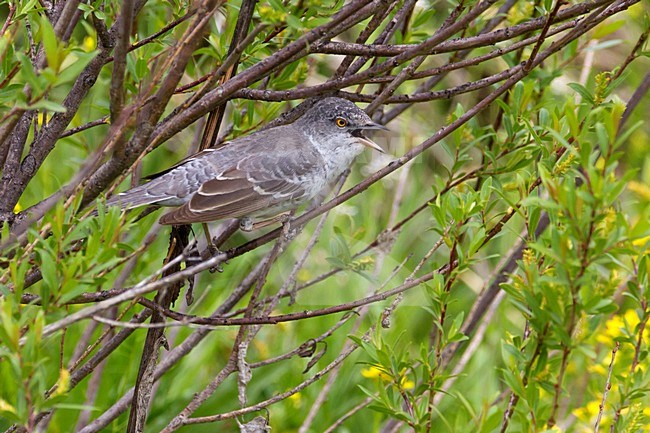 Adult mannetje Sperwergrasmus zingend; Adult male Barred Warbler singing stock-image by Agami/Daniele Occhiato,