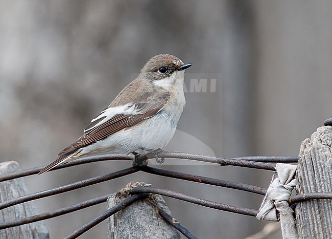 Pied Flycatcher (Ficedula hypoleuca sibirica) second calendar-year male, Maishukur, 30 April 2013 stock-image by Agami/Arend Wassink,