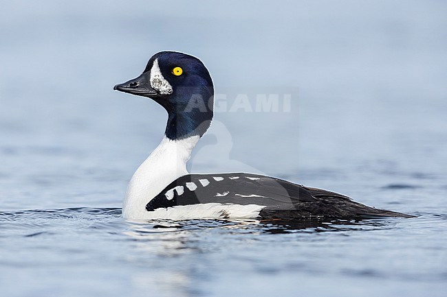 Barrow's Goldeneye (Bucephala islandica), side view of an adult male swimming in the water, Northeastern Region, Iceland stock-image by Agami/Saverio Gatto,