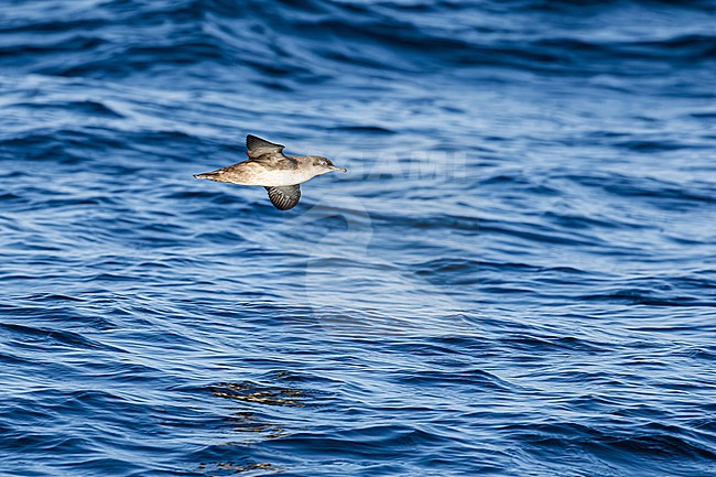  stock-image by Agami/Menno van Duijn,