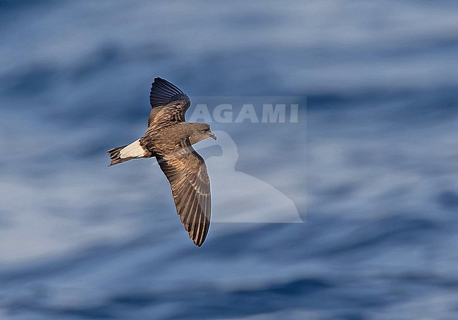 Wedge-rumped Storm Petrel (Oceanodroma tethys tethys) flying at sea off the Galapagos Islands, part of the Republic of Ecuador. stock-image by Agami/Pete Morris,