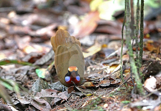 Displaying Malaysian rail-babbler (Eupetes macrocerus) walking on the ground in Panti Forest Reserve, Johor, Peninsular Malaysia. stock-image by Agami/James Eaton,