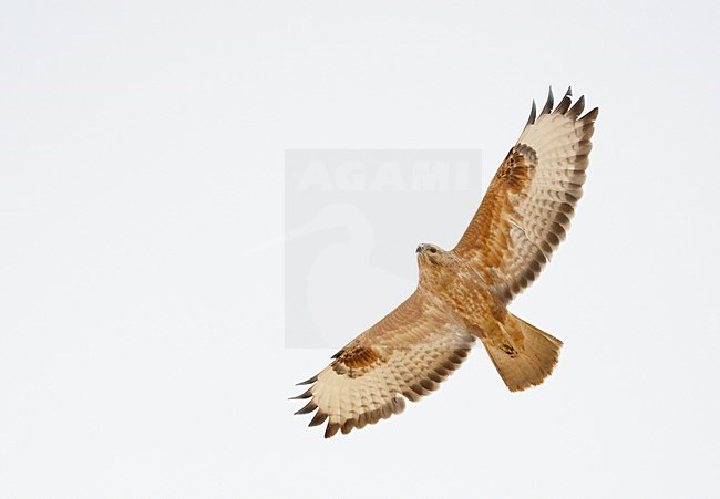 Steppebuizerd in de vlucht; Steppe Buzzard in flight stock-image by Agami/Markus Varesvuo,