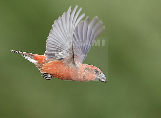 Male Parrot Crossbill (Loxia pytyopsittacus) wintering in Finland. stock-image by Agami/Markus Varesvuo,