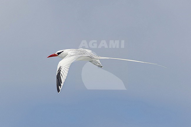 Adult Red-billed Tropicbird (Phaethon aethereus mesonauta) at sea off the Galapagos Islands, part of the Republic of Ecuador. stock-image by Agami/Pete Morris,