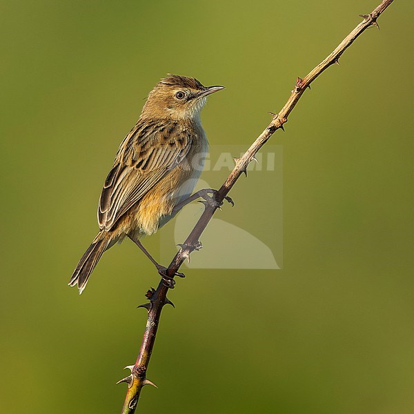 Zitting Cisticola (Cisticola juncidis) perched on a branch, looking to the side. stock-image by Agami/Lennart Verheuvel,