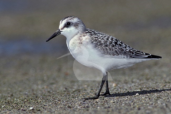 Juvenile
Ventura Co., CA
August 1998 stock-image by Agami/Brian E Small,