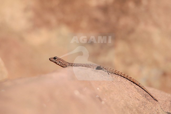Atlas Day Gecko (Quedenfeldtia trachyblepharus), sunbathing on a rock, with an orange background, in Morocco. stock-image by Agami/Sylvain Reyt,