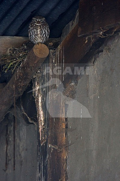 Steenuil op roestplek in schuur; Little Owl roosting in barn stock-image by Agami/Harvey van Diek,