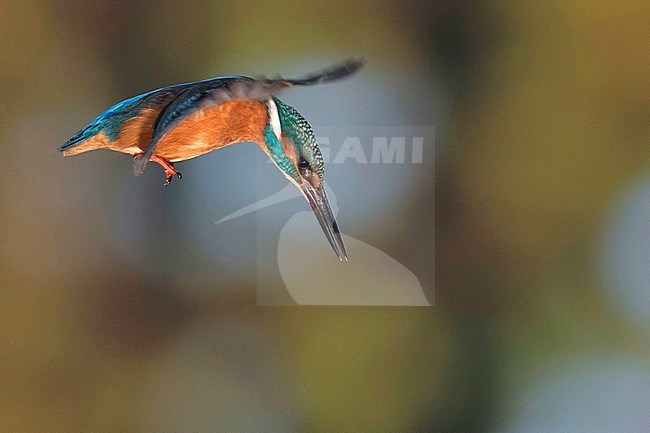Kingfisher hunting stock-image by Agami/Han Bouwmeester,
