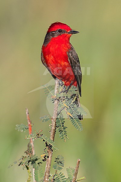 Vermilion Flycatcher (Pyrocephalus obscurus) perched on a branch in the Pantanal of Brazil. stock-image by Agami/Glenn Bartley,
