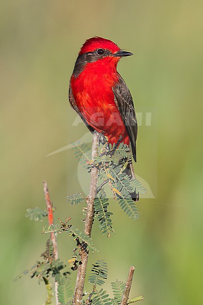 Scarlet Flycatcher (Pyrocephalus rubinus) perched on a branch in the Pantanal of Brazil. stock-image by Agami/Glenn Bartley,