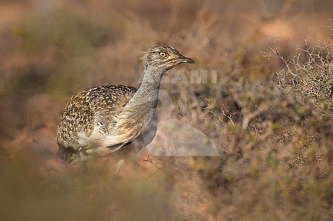 Houbara Bustard (Chlamydotis undulata fuertaventurae) on the Canary Island of Fuerteventura. This subspecies is highly restricted and endangered, with less then 500 birds left in the wild. stock-image by Agami/Daniele Occhiato,