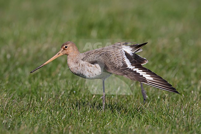 Volwassen vrouwtje Grutto in weiland; Adult female Black-tailed Godwit in meadow stock-image by Agami/Arie Ouwerkerk,