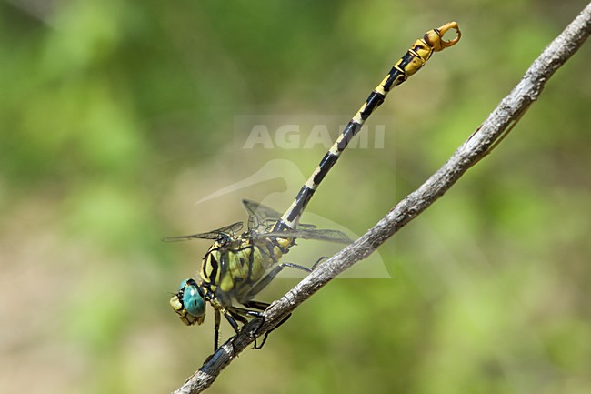 Mannetje Kleine tanglibel (ssp. unguiculatus), Male Small Pincertail stock-image by Agami/Wil Leurs,