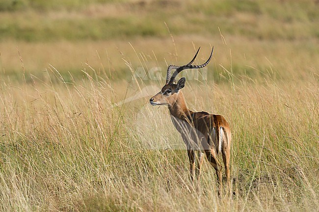 A male Impala, Aepyceros melampus, in grass. Masai Mara National Reserve, Kenya, Africa. stock-image by Agami/Sergio Pitamitz,