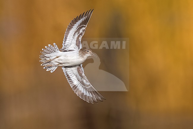 Common Sandpiper, Actitis hypoleucos, in Italy. stock-image by Agami/Daniele Occhiato,