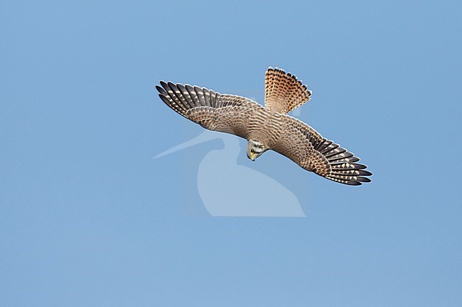 Adult female American Kestrel, Falco sparverius
Chambers Co., TX
October 2017 stock-image by Agami/Brian E Small,